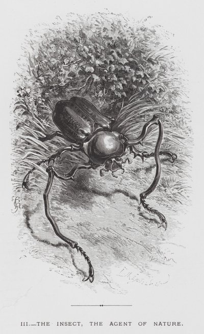 Insektet: Insektet, naturens agent (gravering) af Hector Giacomelli