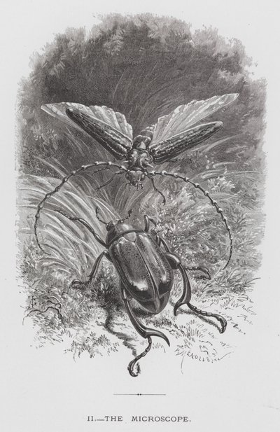 Insektet: Mikroskopet (gravering) af Hector Giacomelli