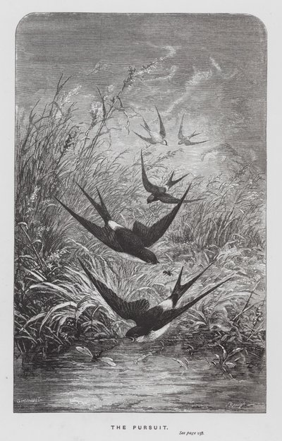 The Insect: The Pursuit (gravering) af Hector Giacomelli