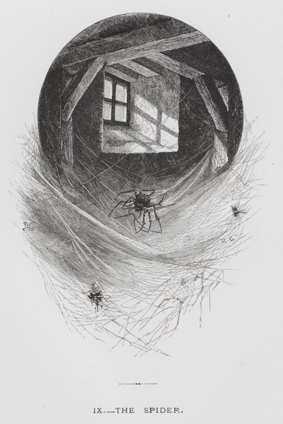 Insektet: Edderkoppen (gravering) af Hector Giacomelli