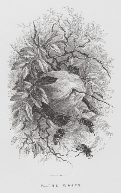 Insektet: Hvepsene (gravering) af Hector Giacomelli