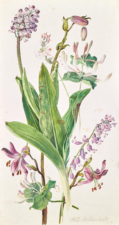 Tarmvridrøn, orkidé, kaprifolium af Heinrich Carl Schubert