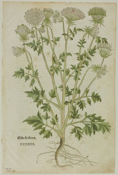 Blad fra New Kreuterbuch af Leonhart Fuchs, plade 97 fra Træsnit fra Books of the XVI Century af Heinrich Füllmaurer