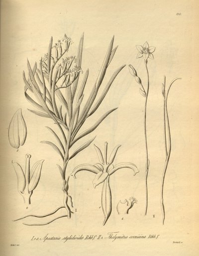 Apostasia wallichii (som Apostasia stylidioides) - Thelymitra cornicina af Heinrich Gustav Reichenbach