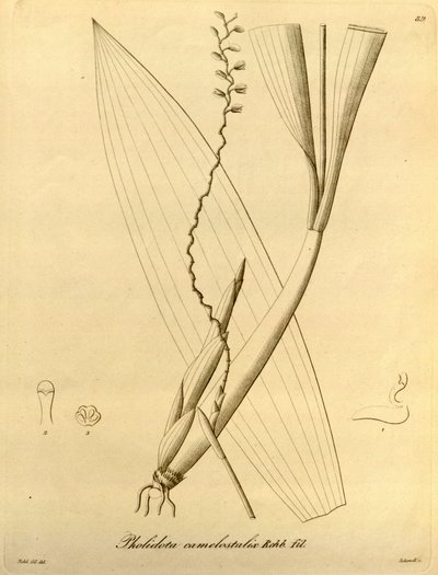 Illustration af Pholiota camelostalix af Heinrich Gustav Reichenbach