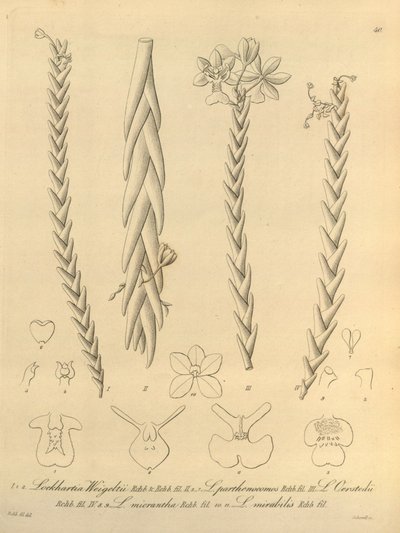 Lockhartia - Xenia bind 1 (1858) fig 40 af Heinrich Gustav Reichenbach