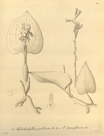 Denne fil kommer fra Biodiversity Heritage Library og er tilgængelig online på biodiversitylibrary.org/page/696488 af Heinrich Gustav Reichenbach