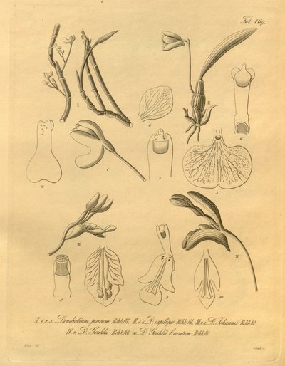 Denne fil kommer fra Biodiversity Heritage Library og er tilgængelig online på biodiversitylibrary.org/page/698365 af Heinrich Gustav Reichenbach