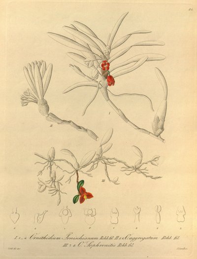 Denne fil kommer fra Biodiversity Heritage Library og er tilgængelig online på biodiversitylibrary.org/page/696484 af Heinrich Gustav Reichenbach