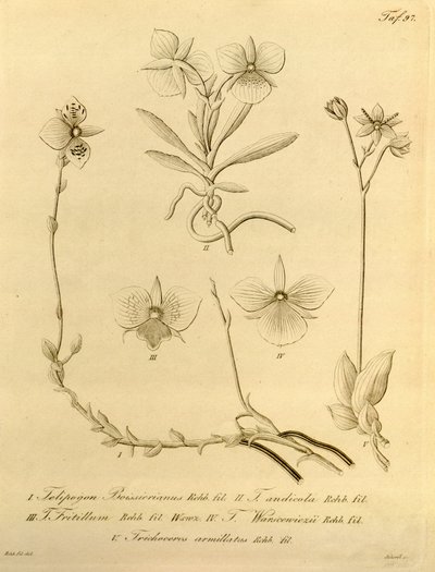 Denne fil kommer fra Biodiversity Heritage Library og er tilgængelig online på biodiversitylibrary.org/page/696497 af Heinrich Gustav Reichenbach
