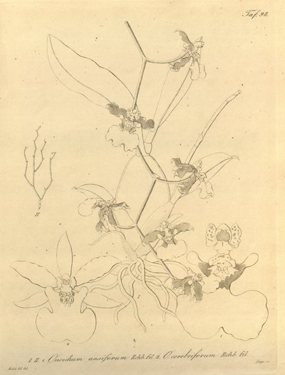 Denne fil kommer fra Biodiversity Heritage Library og er tilgængelig online på biodiversitylibrary.org/page/696498 af Heinrich Gustav Reichenbach