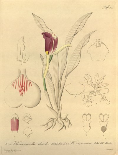 Denne fil kommer fra Biodiversity Heritage Library og er tilgængelig online på biodiversitylibrary.org/page/696493 af Heinrich Gustav Reichenbach