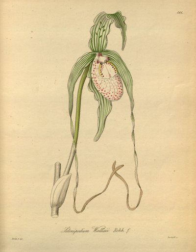 Denne fil kommer fra Biodiversity Heritage Library og er tilgængelig online på biodiversitylibrary.org/page/698377 af Heinrich Gustav Reichenbach