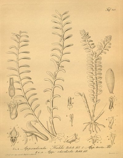 Appendicula kuhliin lustraatiot af Heinrich Gustav Reichenbach