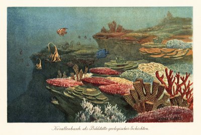 Gamle koralrev på havbunden. af Heinrich Harder