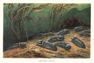 Uddøde trilobitter på havbunden. af Heinrich Harder