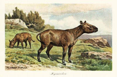 Hyracodon, uddød slægt af ponylignende pattedyr, Oligocæn. ,1908 (Udskriv) af Heinrich Harder