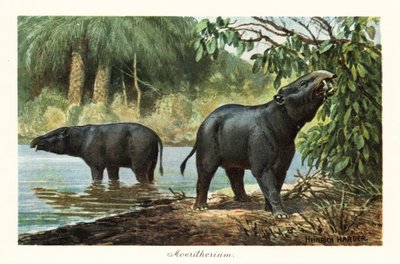 Moeritherium, uddød slægt af proboscidean fra eocæn. ,1908 (Udskriv) af Heinrich Harder