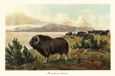 Moskusokse eller moskusokse, Ovibos moschatus., 1908 (Tryk) af Heinrich Harder