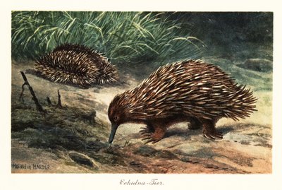 Kortnæbbet echidna, Tachyglossus aculeatus, fouragerer efter føde. af Heinrich Harder