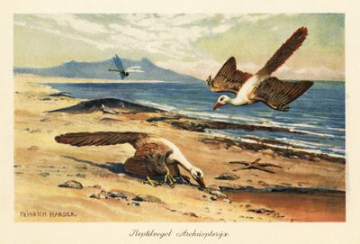 To Archaeopteryx fouragerer på kysten. af Heinrich Harder