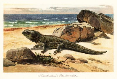 Sårbar tuatara, Sphenodon punctatus, på kysten. af Heinrich Harder