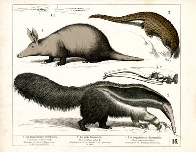 Jordsvin, myresluger og pangolin af Heinrich Leutemann
