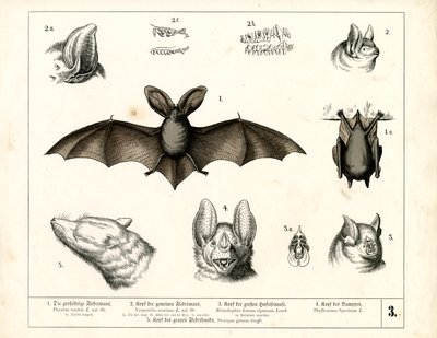 Flagermusarter med anatomiske detaljer af Heinrich Leutemann