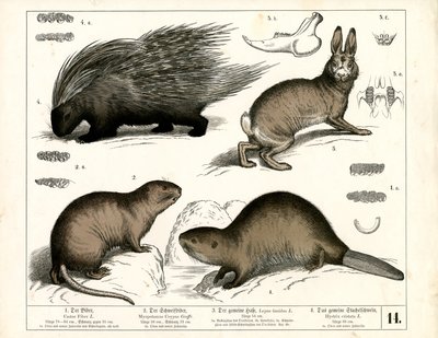 Bæver, hulepindsvin og hare af Heinrich Leutemann