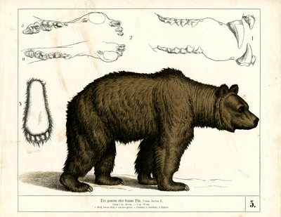 Brun bjørn med anatomiske detaljer af Heinrich Leutemann