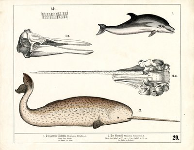 Almindelig delfin og narhval med anatomiske detaljer af Heinrich Leutemann
