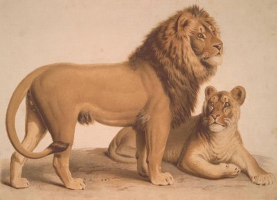Løven / Felis Leo af Heinrich Leutemann