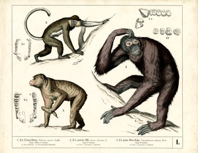 Menneskeaber: Orangutang, chimpanse og guenon af Heinrich Leutemann