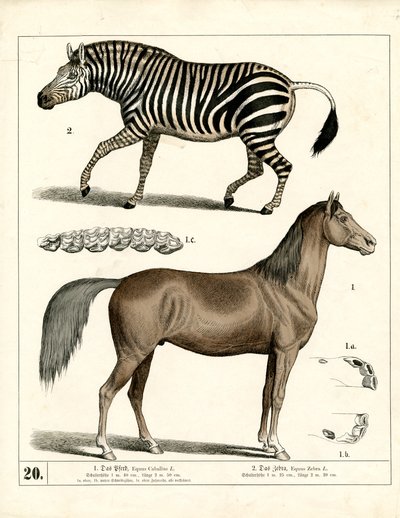 Hest og zebra med anatomiske detaljer af Heinrich Leutemann