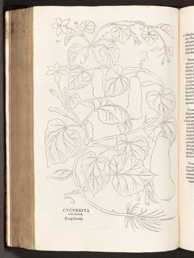 BT3.26.5 s.370 Courgette, illustration fra The history of raciale kommentarer af Leonhart Fuchs, 1542 af Heinrich and Meyer, Albert Fullmaurer