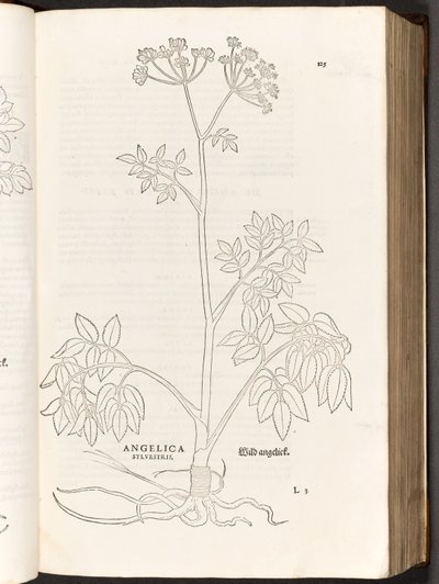 BT3.267.5 s.125 Wild Angelica, illustration fra The history of raciale kommentarer af Leonhart Fuchs, 1542 af Heinrich and Meyer, Albert Fullmaurer
