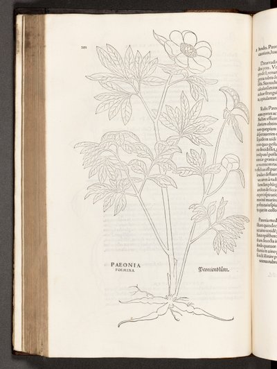 BT3.267.5 s.311 Paeony, illustration fra The history of raciale kommentarer af Leonhart Fuchs, 1542 af Heinrich and Meyer, Albert Fullmaurer