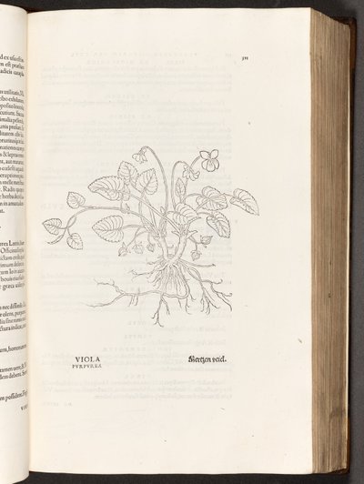 BT3.267.5 s.311 Violet, illustration fra The history of racism af Leonhart Fuchs, 1542 af Heinrich and Meyer, Albert Fullmaurer