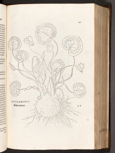 BT3.267.5 s.51 Cyclamen, illustration fra The history of racial differences af Leonhart Fuchs, 1542 af Heinrich and Meyer, Albert Fullmaurer