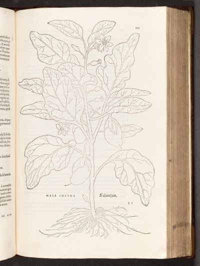 BT3.267.5 s.533 Aubergine, illustration fra The history of raciale kommentarer af Leonhart Fuchs, 1542 af Heinrich and Meyer, Albert Fullmaurer
