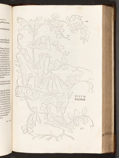 BT3.267.5. s.627 Ært, illustration fra The history of raciale kommentarer af Leonhart Fuchs, 1542 af Heinrich and Meyer, Albert Fullmaurer
