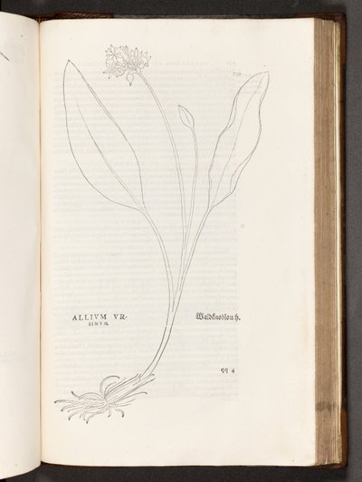 BT3.267.5 s.739 Allium, illustration fra The history of racism af Leonhart Fuchs, 1542 af Heinrich and Meyer, Albert Fullmaurer