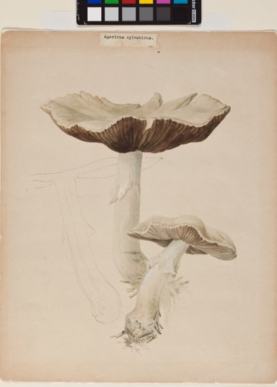 Agaricus Augustus af Helen Beatrix Potter