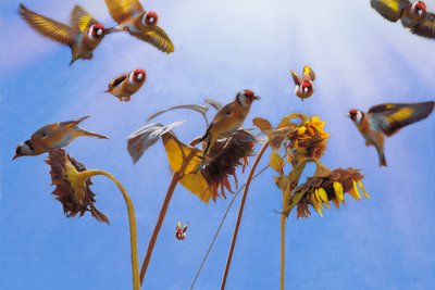 A Charm of Goldfinches, 2021 af Helen White