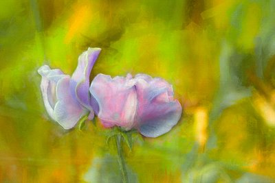 Autumn Sweetpea I, 2018 af Helen White