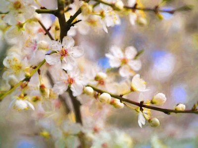 Blossom Joy, 2019 af Helen White