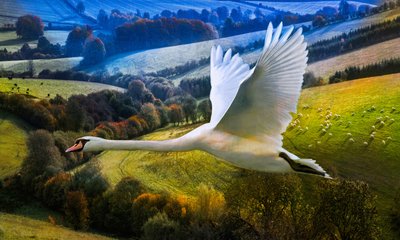 First Flight of Dawning Day, 2020 af Helen White