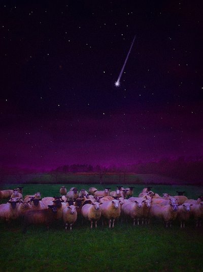 Flock by Night, 2019 af Helen White