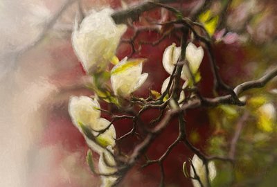 Magnolia, 2018 af Helen White