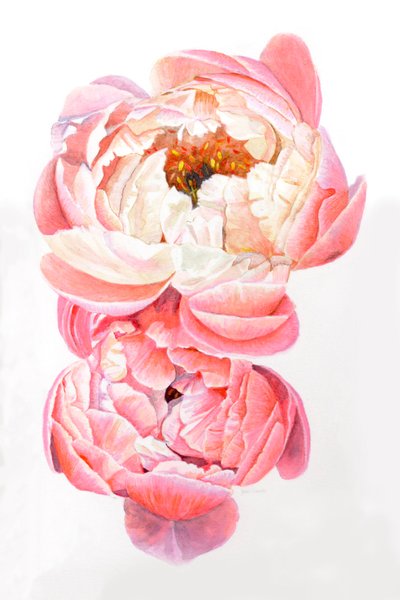 Pæoner, 2021 af Helen White